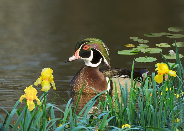 Duck Greeting Card featuring the digital art Drake Wood Duck and Iris by M Spadecaller