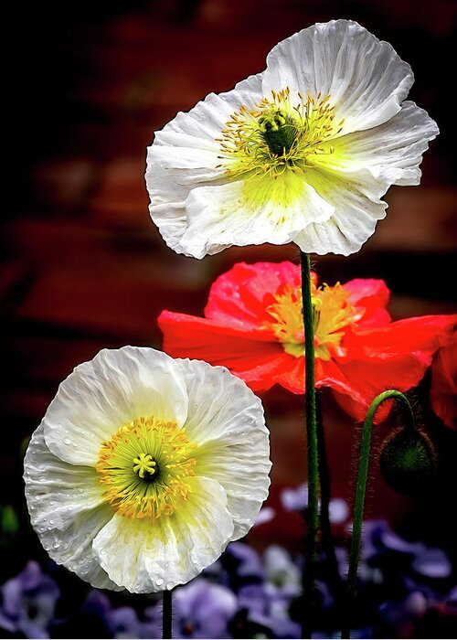 Poppy Greeting Card featuring the photograph Dramatic Poppies by Elvira Peretsman