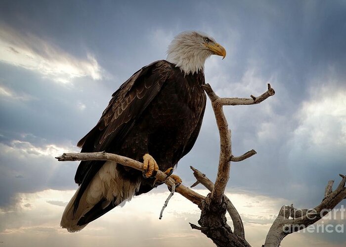 Eagle Greeting Card featuring the photograph Dramatic by Veronica Batterson