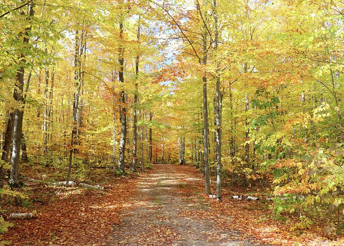 Back Road Greeting Card featuring the photograph Drawn Into The Woods by David T Wilkinson
