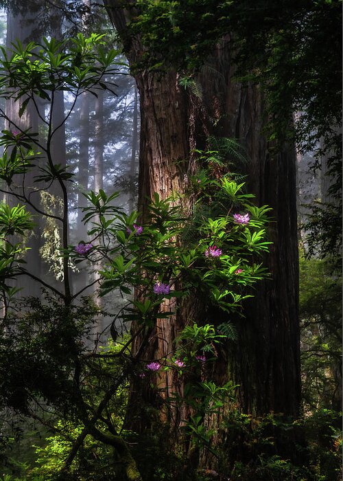 Landscape Greeting Card featuring the photograph Dreamy Redwoods by Chuck Jason