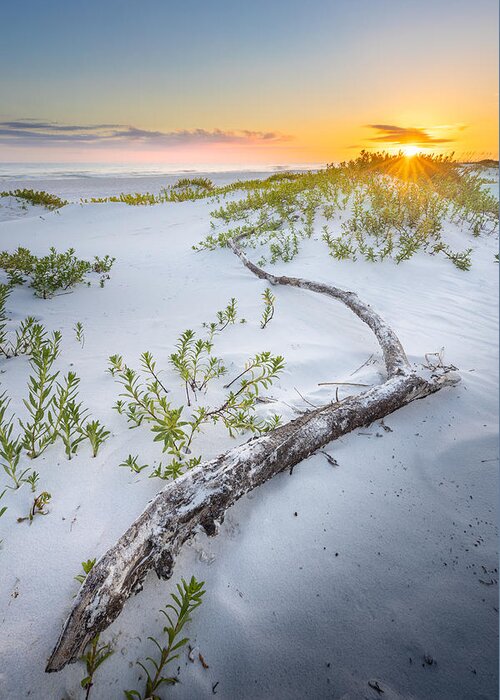 Beach Greeting Card featuring the photograph Driftwood At The Gulf Islands National Seashore Florida by Jordan Hill