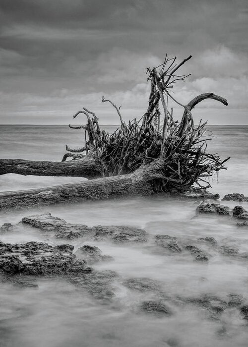 Black Greeting Card featuring the photograph Driftwood Beach in Black and White by Carolyn Hutchins