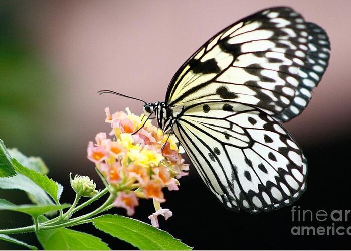 Butterfly Gardens Greeting Card featuring the photograph Drink Up by Kimberly Furey