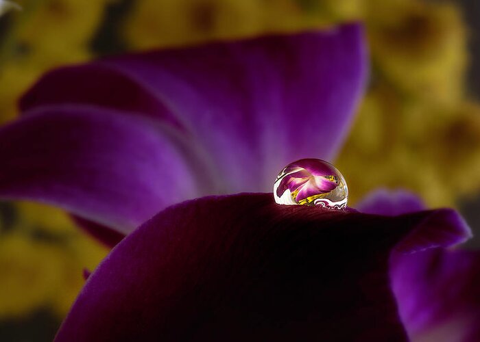 Macro Greeting Card featuring the photograph Drop on an purple orchid 2 by Wolfgang Stocker
