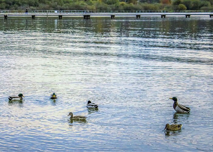 Animals Greeting Card featuring the photograph Ducks on the lake by Anamar Pictures
