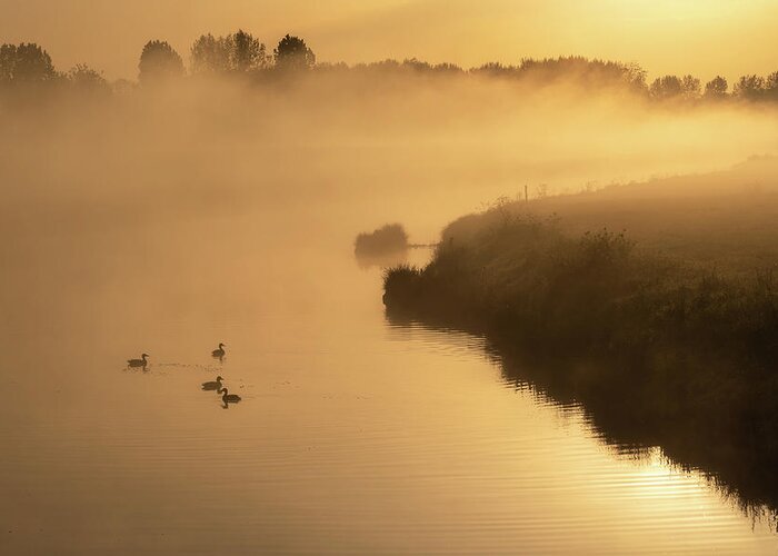 Ducks Greeting Card featuring the photograph Ducks on the river in the morning by Anges Van der Logt