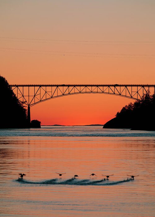 Deception Pass Greeting Card featuring the photograph Ducks Under the Bridge by Michael Rauwolf