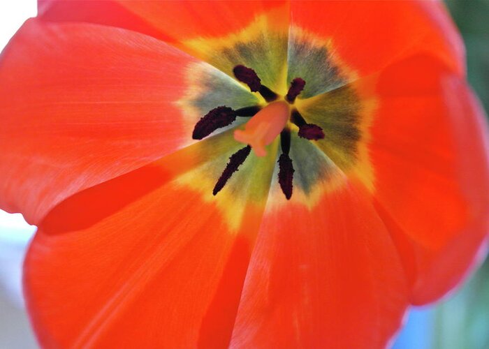 Tulip Greeting Card featuring the photograph Dutch Umbrella by Michele Myers