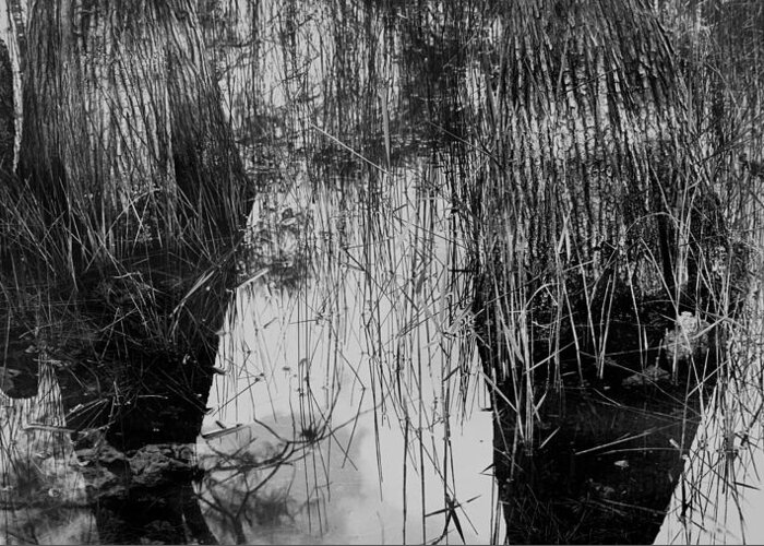 Everglades Greeting Card featuring the photograph Dwarf Two Cypress Trees close upin B/W by Rudy Umans