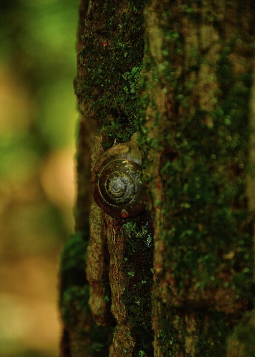 Dwg Snail Greeting Card featuring the photograph DWG Snail by Raymond Salani III