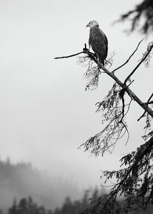  Greeting Card featuring the photograph Eagle Black and White by Michael Rauwolf