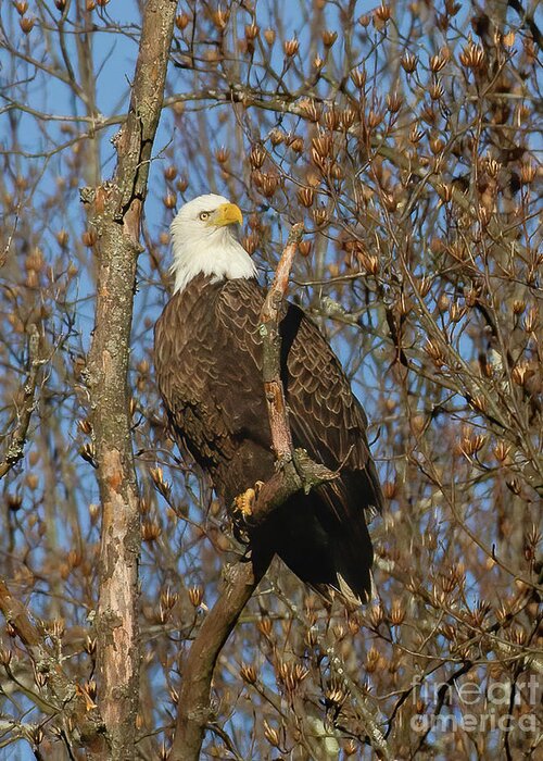 Eagles Greeting Card featuring the photograph An Eagles Blessing by Chris Scroggins