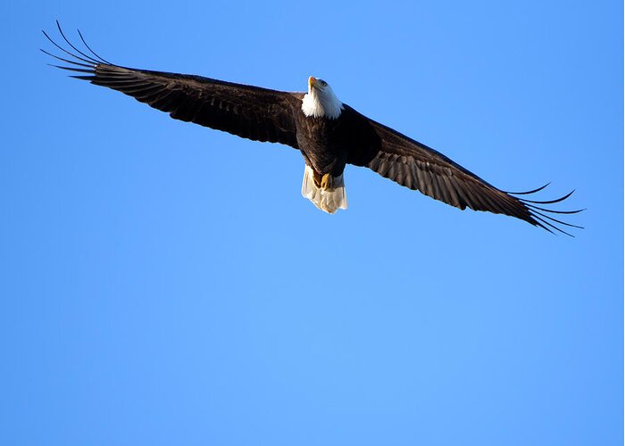 Eagle Greeting Card featuring the photograph Eagle Fly Over by Flinn Hackett
