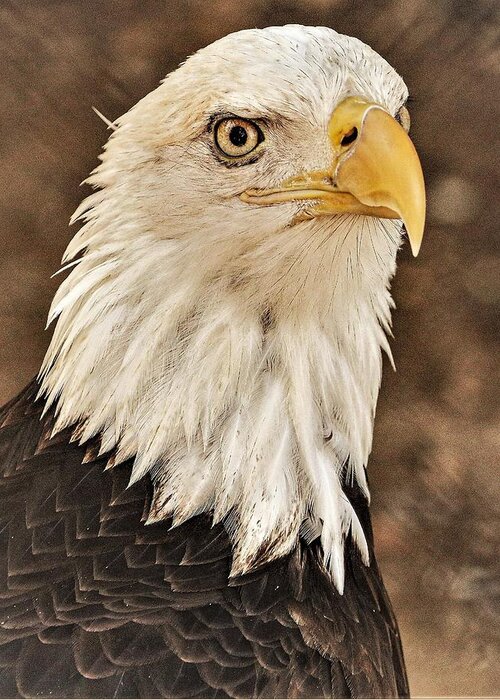Eagle Eye Feathers Close Yellow Greeting Card featuring the photograph Eagle by John Linnemeyer