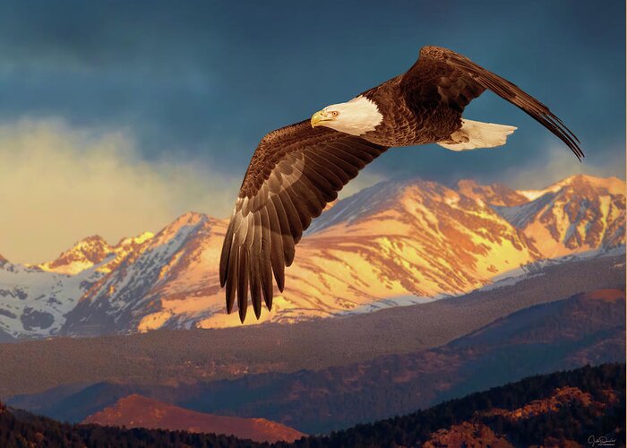 Bald Eagles Greeting Card featuring the photograph Eagle Soaring in the Rockies II by Judi Dressler