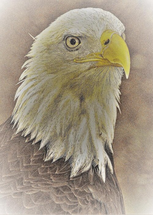 Eagle Eye Close Yellow Feathers Greeting Card featuring the photograph Eagle2 by John Linnemeyer