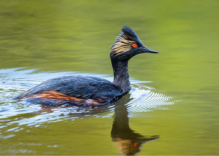 Grebe Greeting Card featuring the photograph Eared Grebe in Yellowstone by Mark Miller