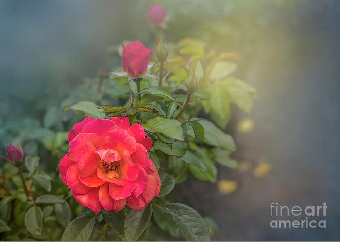 Rose Greeting Card featuring the photograph Early Morning Roses by Shelia Hunt