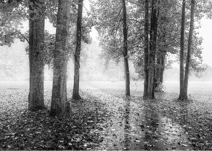 Carolina Greeting Card featuring the photograph Early Morning Walk Black and White by Debra and Dave Vanderlaan