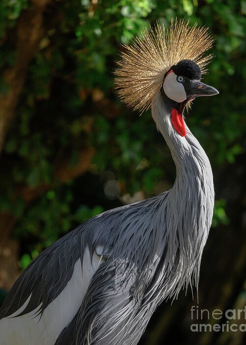 East African Crowned Crane Greeting Card featuring the photograph East Africian Crowned Crane Balearica Regulorum by Abigail Diane Photography