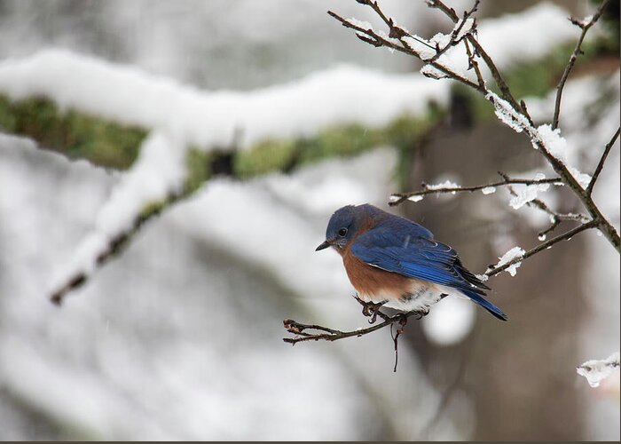 Freezing Greeting Card featuring the photograph Eastern Bluebird Perched on a Snowy Branch by Charles Floyd