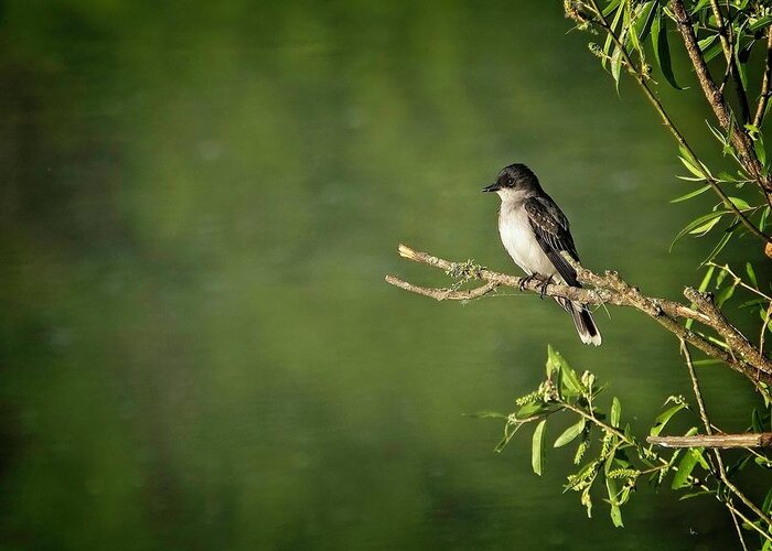 Wildlife Greeting Card featuring the photograph Eastern Kingbird by John Benedict