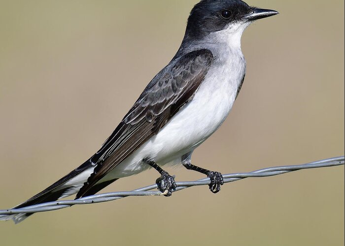 Eastern Kingbird Looking On At Ennis Lake Greeting Card featuring the photograph Eastern Kingbird looking on by Carolyn Hall