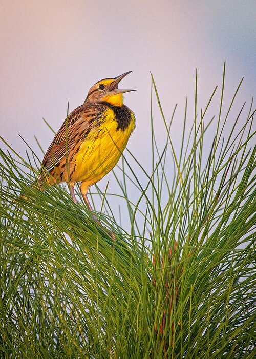 Bird Greeting Card featuring the photograph Eastern Meadowlark by Steve DaPonte