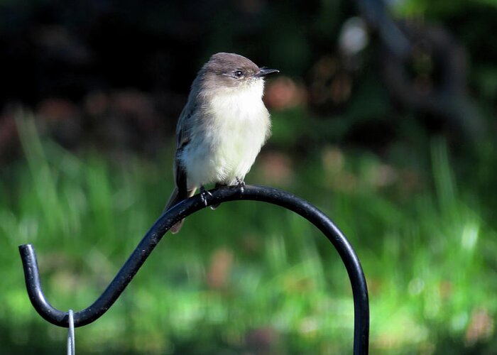 Birds Greeting Card featuring the photograph Eastern Phoebe by Linda Stern