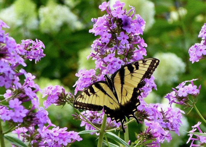 Swallowtail Butterfly Greeting Card featuring the photograph Eastern Tiger Swallowtail and phlox by Lynn Hunt