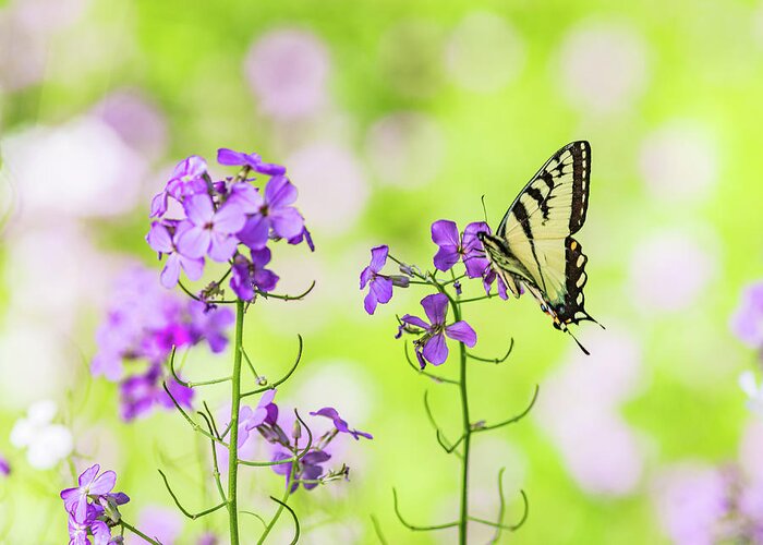 Animals Greeting Card featuring the photograph Eastern Tiger Swallowtail Butterfly 6 - Nature Photography by Amelia Pearn