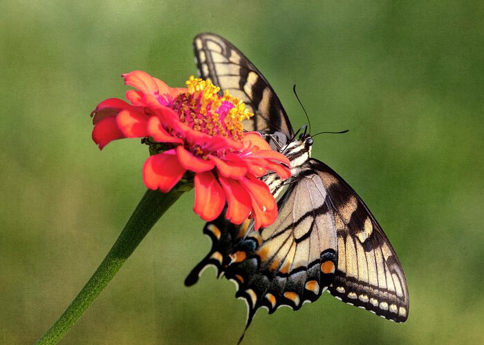 Butterfly Greeting Card featuring the photograph Eastern Tiger Swallowtail Butterfly by Deborah Penland
