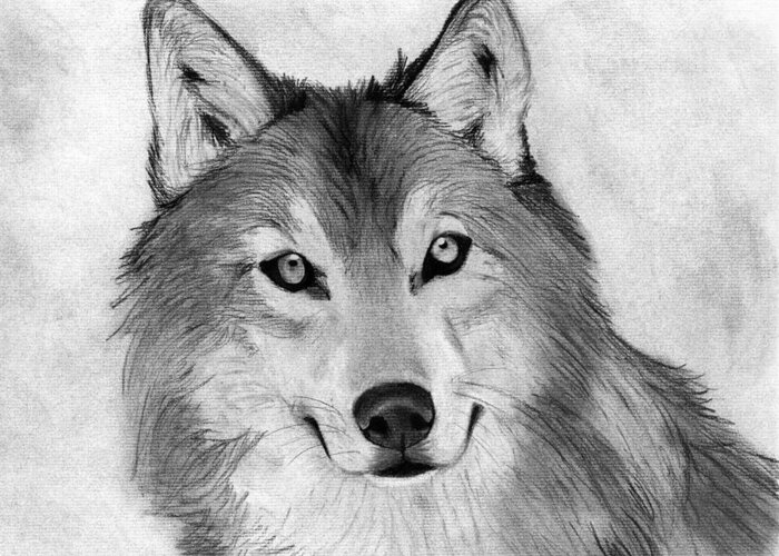 Easy Sketches With Charcoal Pencil Drawing Animals Greeting Card by Heshan  Dakshina