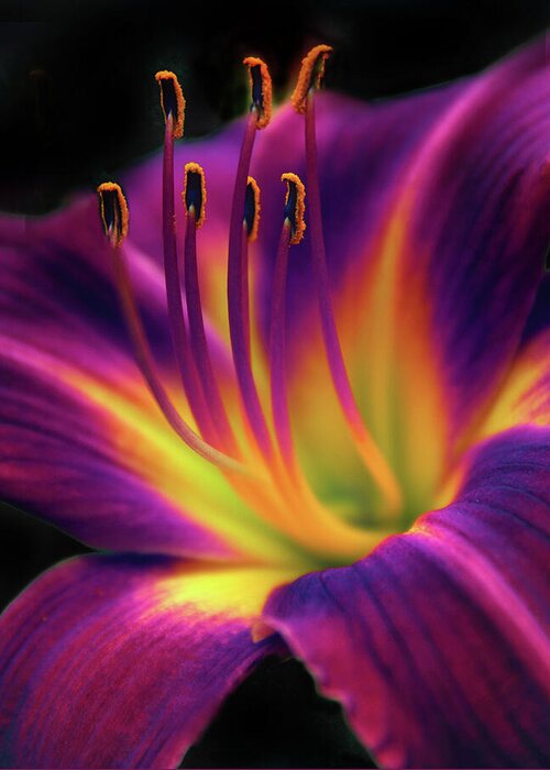 Daylily Greeting Card featuring the photograph Ruby Spider Daylily  by Jessica Jenney