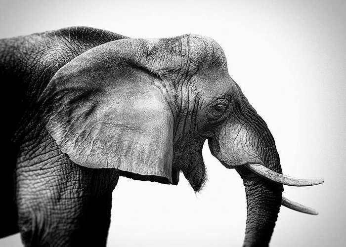 Elephant Greeting Card featuring the digital art Ebullient Elephant by Tom Gehrke