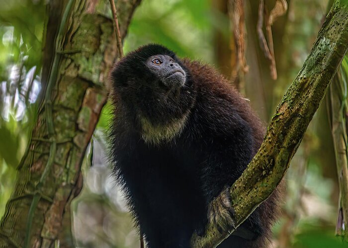 Alouatta Greeting Card featuring the photograph Ecuadorian mantled howler monkey by Henri Leduc