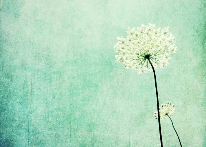 Queen Anne's Lace Greeting Card featuring the photograph Efflorescence by Lupen Grainne