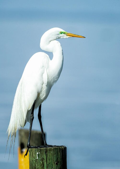Egret Greeting Card featuring the photograph Egret on Pilling by Fran Gallogly