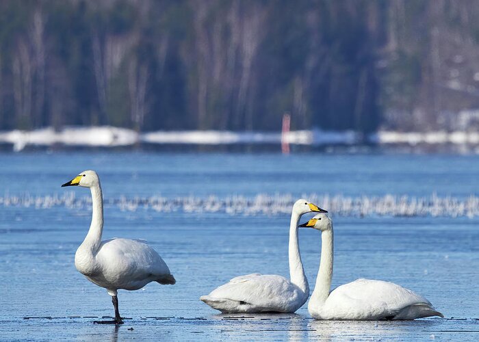 Finland Greeting Card featuring the photograph Egyptian style. Whooper Swan by Jouko Lehto