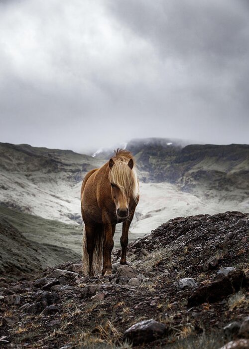 Photographs Greeting Card featuring the photograph Einar - Horse Art by Lisa Saint