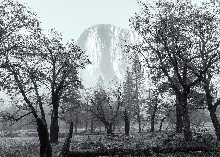 Yosemite National Park Greeting Card featuring the photograph El Capitan Behind Trees Bw by Jonathan Nguyen
