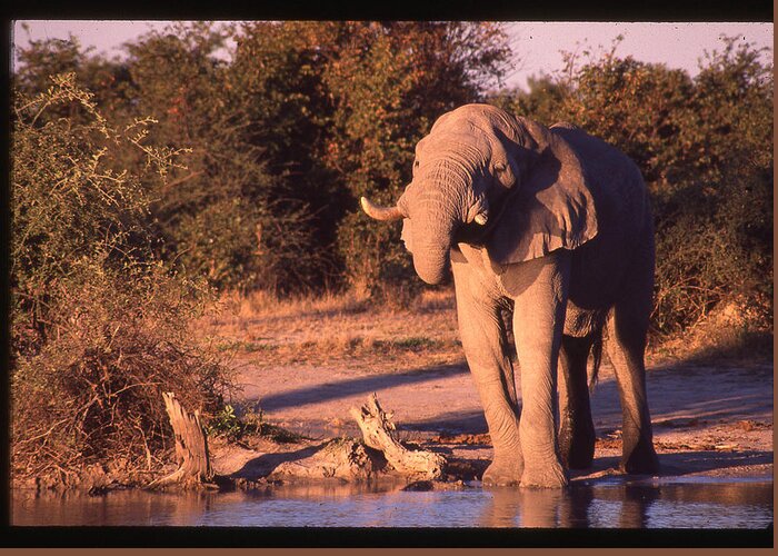 Africa Greeting Card featuring the photograph Elephant at Watering Hole by Russel Considine