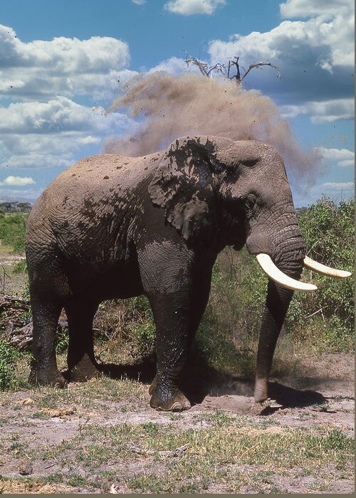 Africa Greeting Card featuring the photograph Elephant Dirt Bath by Russel Considine