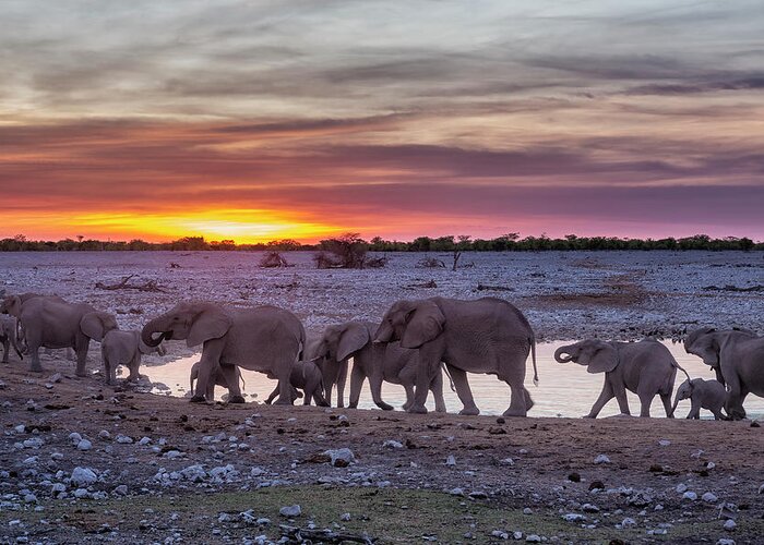 Elephants Greeting Card featuring the photograph Elephant Herd at Okaukuejo Waterhole at Sunset by Belinda Greb