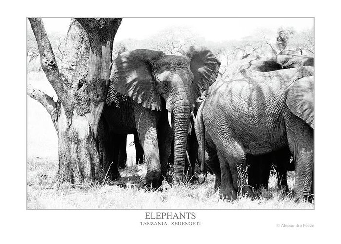 Alessandro Pezzo Greeting Card featuring the photograph Elephants by Alessandro Pezzo