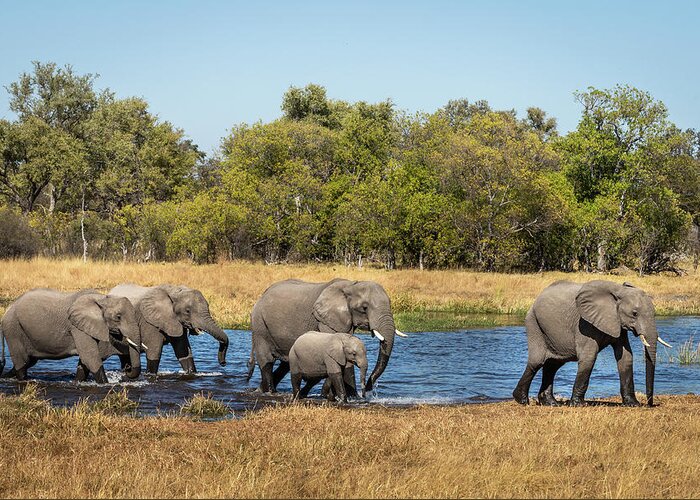 African Elephants Greeting Card featuring the photograph Elephants Crossing the River by Elvira Peretsman