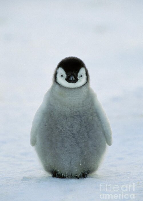 00193672 Greeting Card featuring the photograph Emperor Penguin Baby by Konrad Wothe