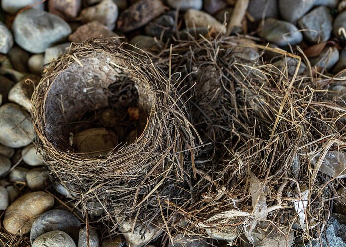 Animals Greeting Card featuring the photograph Empty Nest - Wildlife Photography 2 by Amelia Pearn