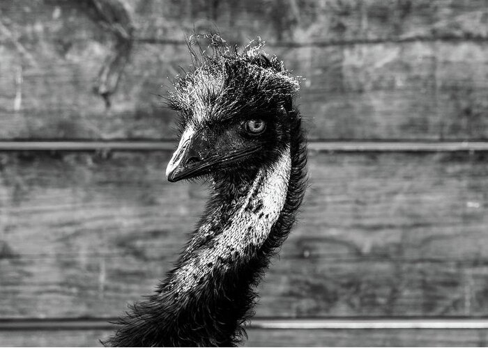 Emu Greeting Card featuring the photograph Emu Portrait by Rose Guinther